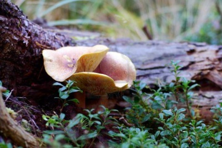 15521713-mushrooms-plums-and-custard-tricholomopsis-rutilans-growing-on-rotten-log